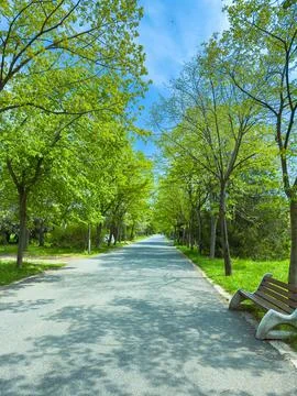 Walking path lined with trees in a park during daytime with clear blue sky Stock Photos