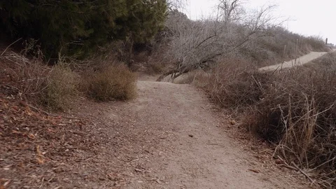 Walking Path Low Angle Turn Around Tree Stock Footage 101445970