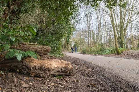 Walking path made of old tar in a park Stock Photos
