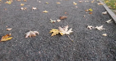 A walking path made of stone and rubble with yellow foliage of trees in the Stock Footage 323042537