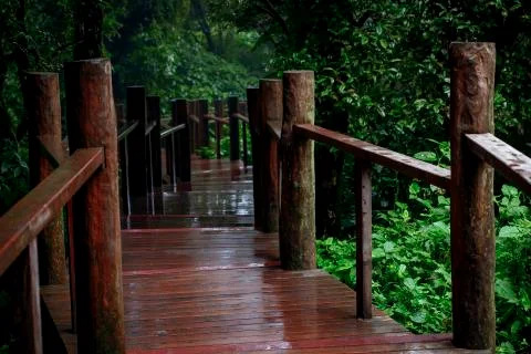 Walking path in mountain evergreen forest chiangmai thailand Stock-Fotos
