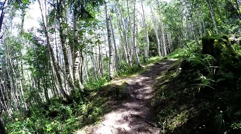 Walking path in the mountain forest in the summer Stock Footage 53299383