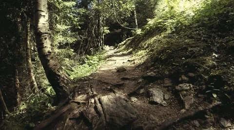 Walking path in the mountain forest in the summer with the trees shadows Stock Footage 53300017
