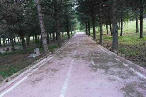 Walking path, nature path, tree path, trees, flowers, road Stock Photos
