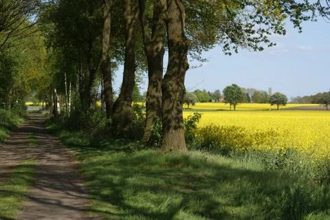 Walking path next to a field covered with yellow flowers Stock Photos