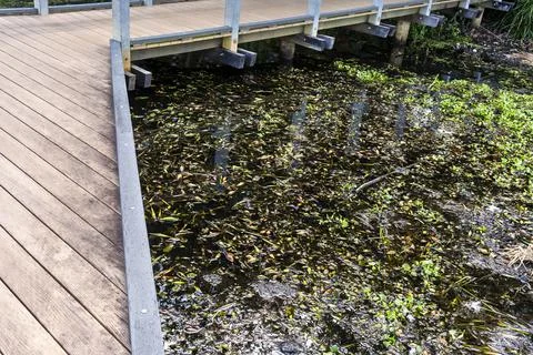 Walking Path Over Weed Filled Pond Stock Photos