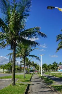 Walking path with palm trees Stock Photos