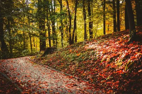Walking path in the park between hills covered with trees and red and orange  Stock Photos
