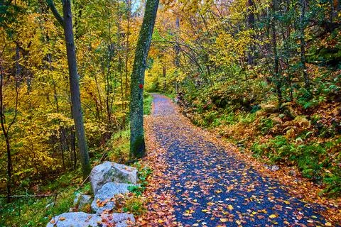 Walking path in park covered in fall leaves and surrounded by foliage Stock-Fotos