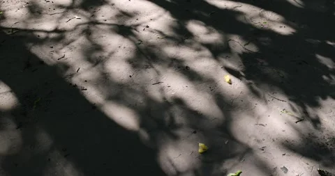 Walking path in the park with a lot of shadows from deciduous trees in the Video stock 318577187