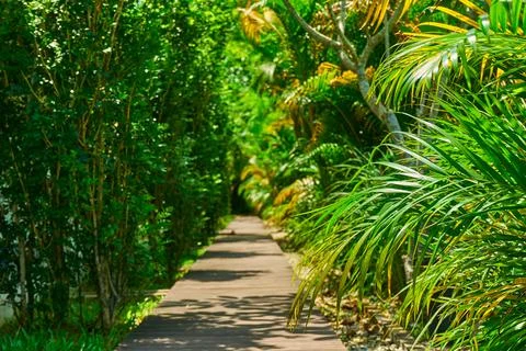 Walking path in the park through dense green plants undergrowth Stock Photos