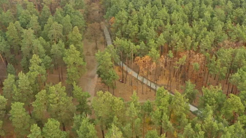 Walking path in a pine forest in an autumn day. Aerial view. Natural landscape Stock-Footage 164179808