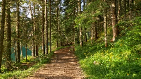 Walking a path in the pine forest by the turquoise colored Black Lake in the Stock Footage 114064038