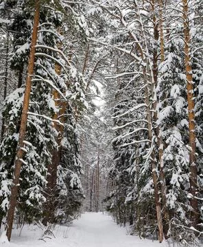 Walking path in a pine winter forest 스톡 사진