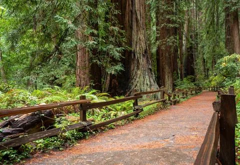 Walking path in a Redwood Forest Stock Photos