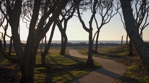 Walking path seaside coastal forrest sun flaring through the trees Stock Footage 98458615
