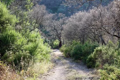 Walking path in the setting sun in the forest on the island of Sardinia in It Stock Photos