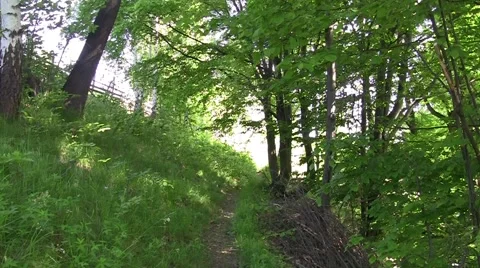 Walking on a path in the shade of the forest 66b Stock Footage 58099429