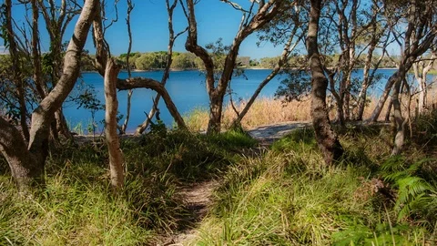 Walking path to the shore of lake in forest Video stock 94885167
