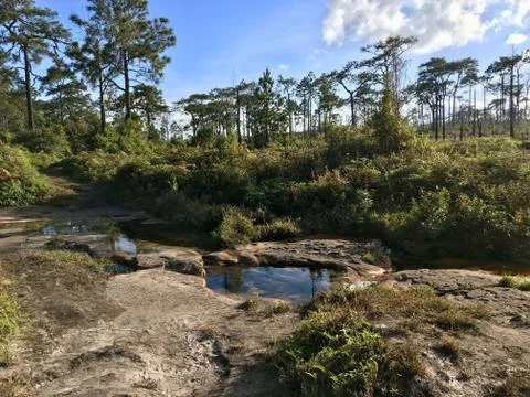 Walking path side and pond in the wood Stock Photos