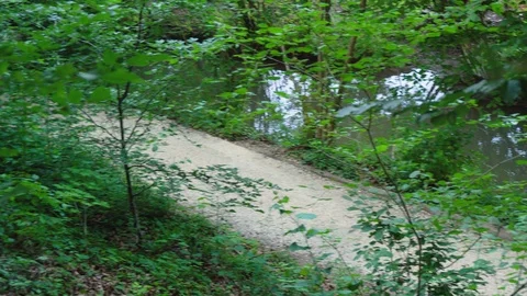 Walking Path at Small River in Forest Stock Footage 96854640