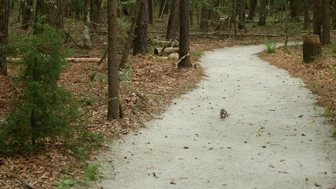 Walking path with squirrel in forest Stock Footage 77839353
