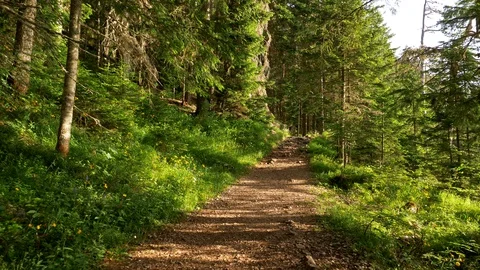 Walking a path in summer forest during a bright sunny day among green grass and Video stock 129425231