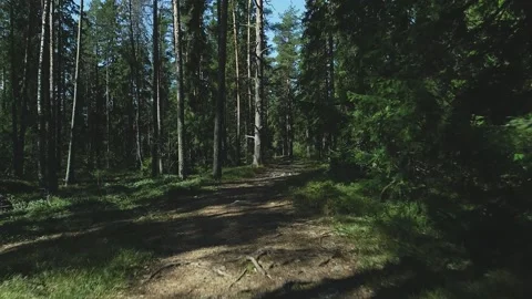 Walking a path in a summer forest Stock Footage 166105162