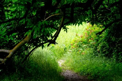 Walking path in summer forest on sunny day Foto stock