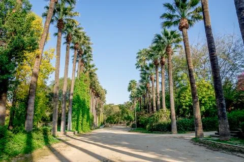 A walking path surrounded by tall palm trees in small public park in Nicosia Stock Photos