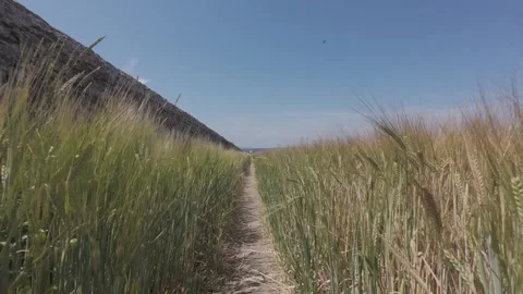 Walking path surrounded by tall wild grass and coastal dunes in ireland Stock Footage 340469711