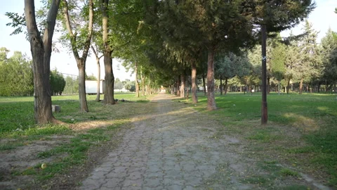Walking Path Surrounded by Trees in Green Park Stock Footage 315309540