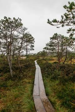 Walking path in a swamp 스톡 사진
