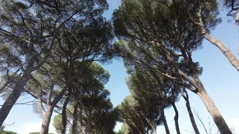 Walking path with tall trees on both sides Stock Footage 294822248