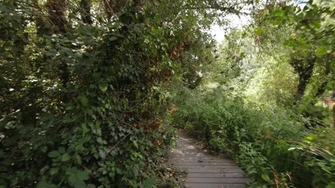 Walking on a path thorugh trees and bushes. Stock Footage 300122674