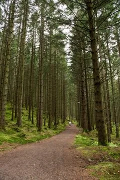 Walking path throug a pine forest. Stock Photos