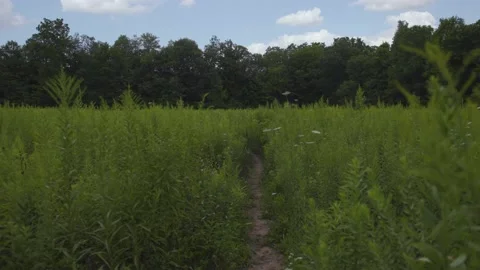 Walking on a path through a beautiful meadow in a forest. Stock Footage 158205941