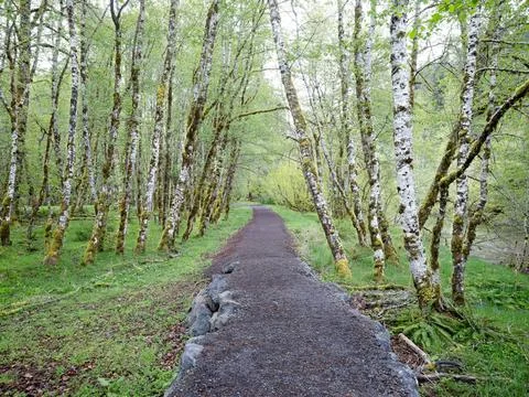 Walking path through beautiful trees. Stock Photos