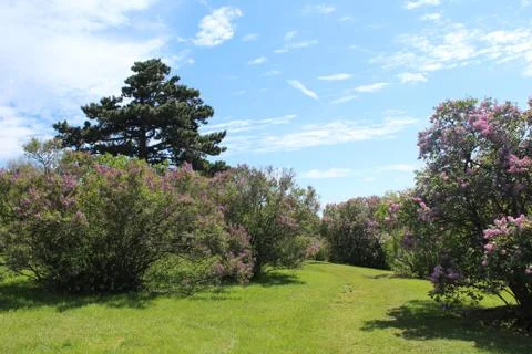 Walking path through the blooming lilacs, weathered pine tree on the hill Stock Photos