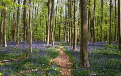 Walking path through bluebell forest Stock-Fotos