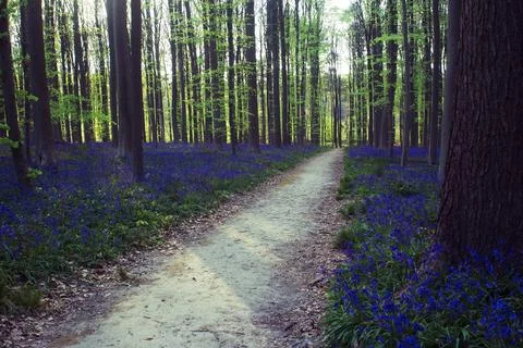 Walking path through bluebell forest Stock-Fotos