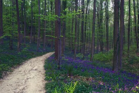 Walking path through bluebell forest Stock-Fotos
