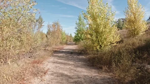 Walking on path through color changing trees Stock Footage 289575637