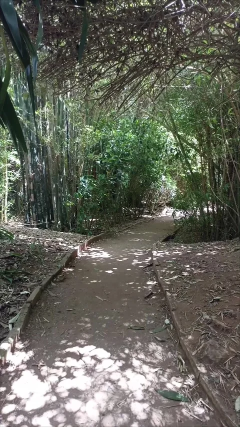 Walking Path Through Dense Bamboo Forest at Exotic Gardens Bouknadel Morocco Stock Footage 343689367