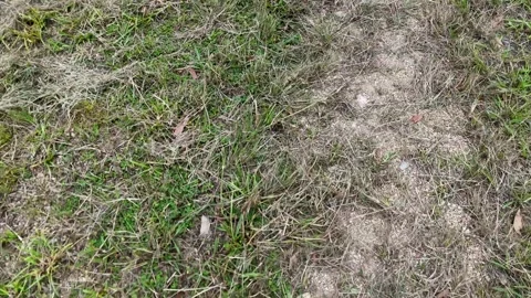 Walking path through dry and green grass on sunny day, slow motion footage. Vídeo Stock 334318546