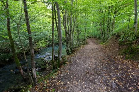 Walking path through forest along river Foto stock