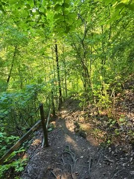 Walking path through the forest Stock Photos