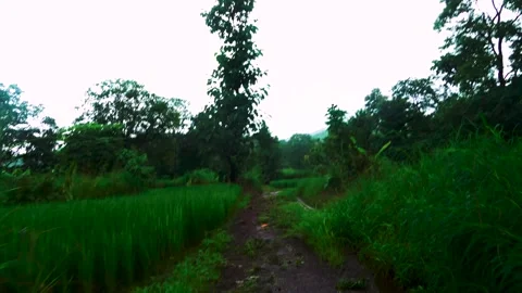 Walking Path Through Green Forest Landscape Stock-Footage 333819597