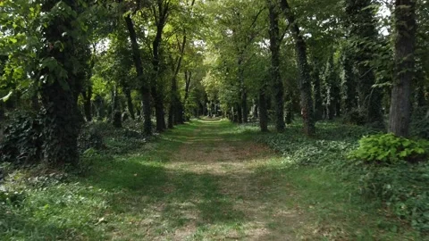 Walking path through a green forest with trees and plants on both sides in dayli Stock Footage 335333988
