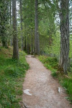 Walking path through green forest Stock Photos